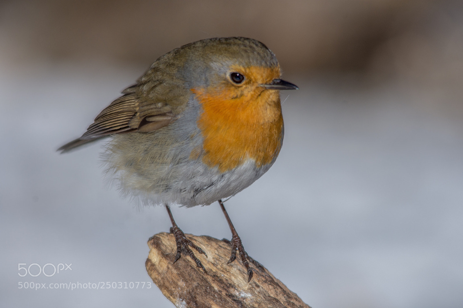 Nikon D7200 sample photo. Robin photography