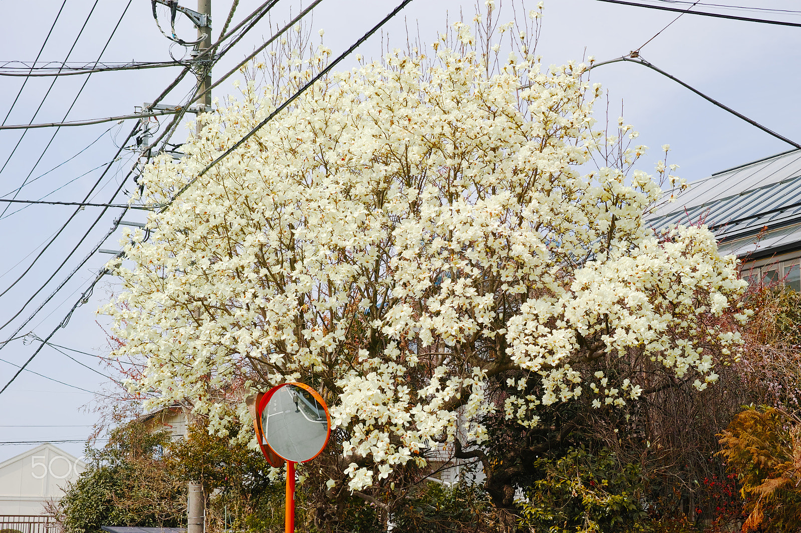 Sigma dp3 Quattro sample photo. Magnolia photography