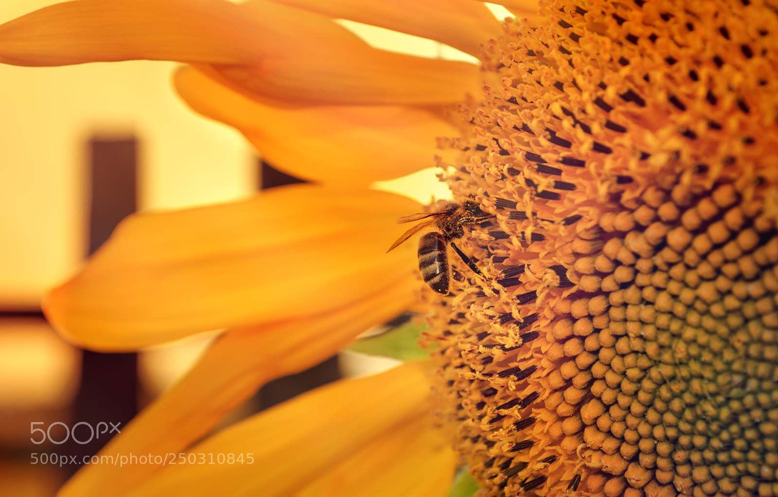 Nikon D5100 sample photo. Sunflower photography