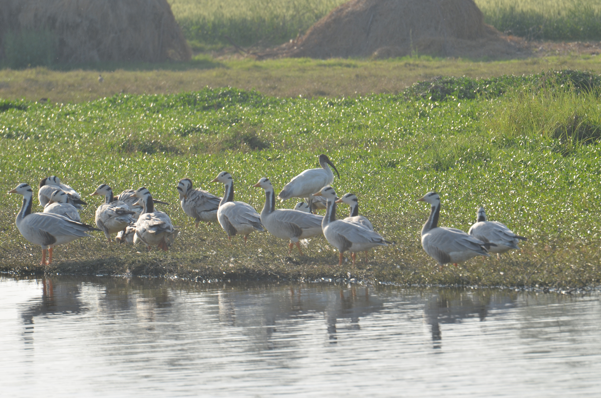 Nikon D5100 sample photo. Dsc bar headed geese photography