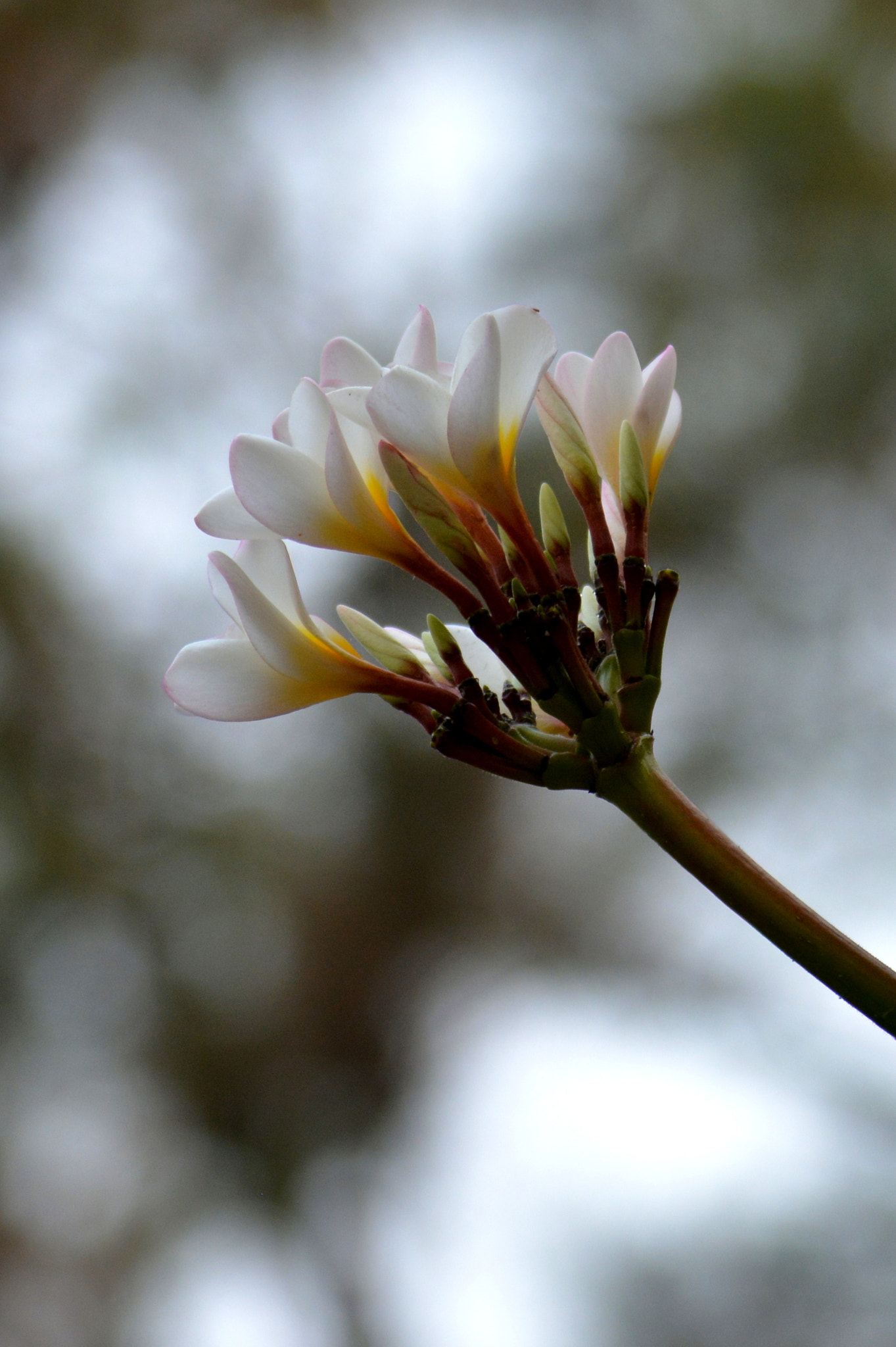 Nikon D5200 sample photo. Flowers photography
