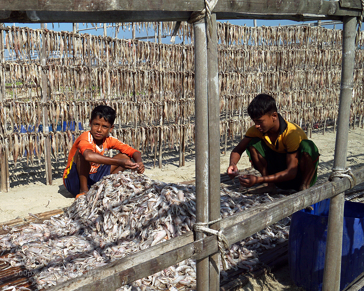 Sony a6000 sample photo. Drying fish - bangladesh photography