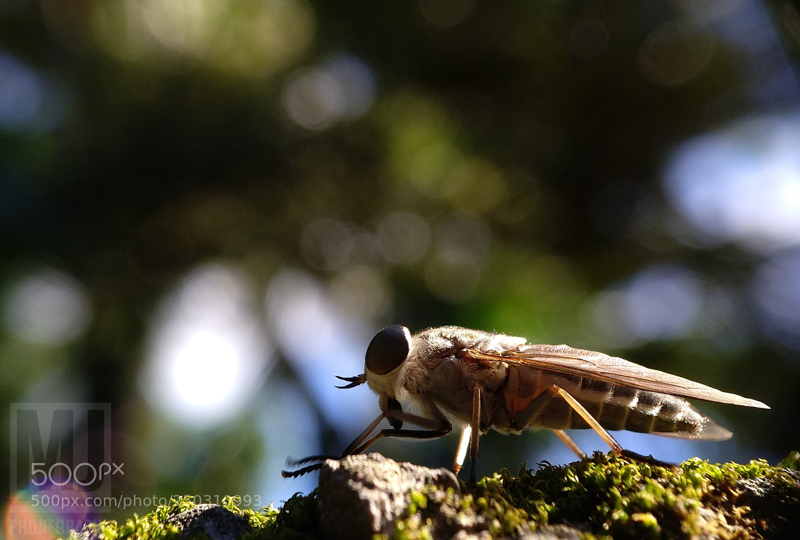 Xiaomi MI MAX 2 sample photo. Untitled photography