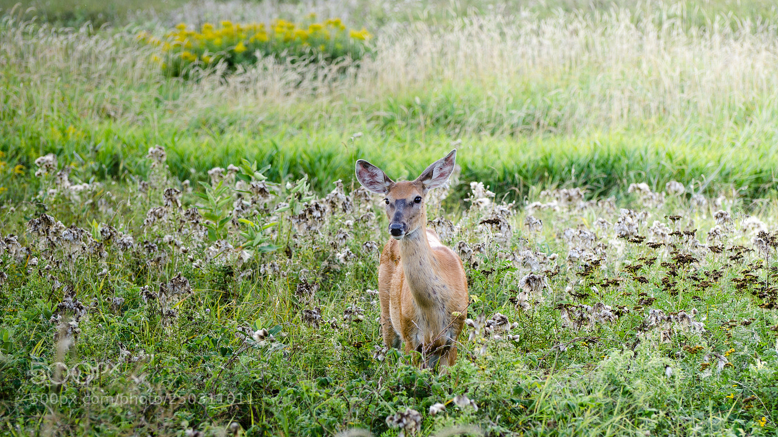 Nikon D7000 sample photo. White tailed deer (2) photography