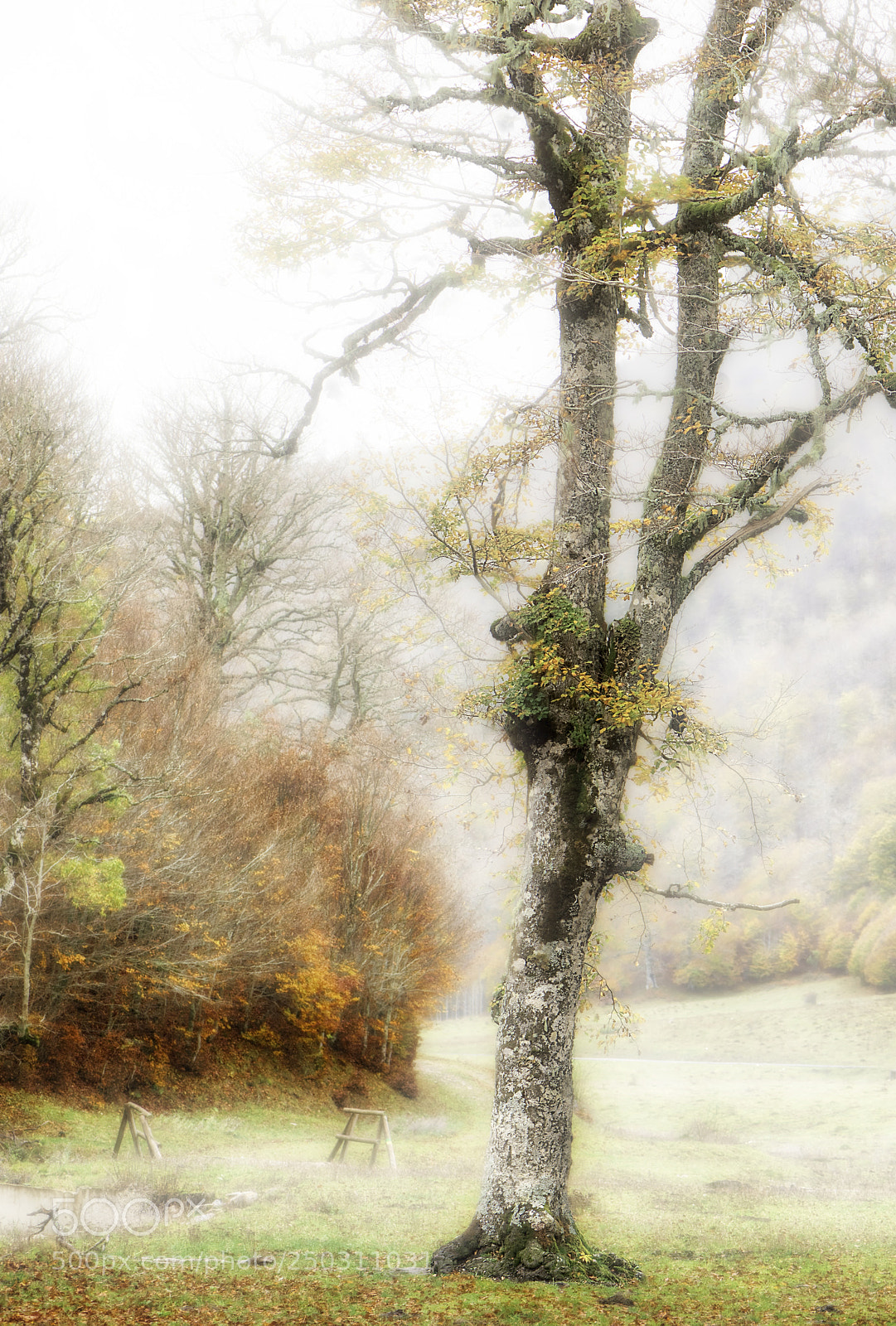 Nikon D610 sample photo. El vig a de photography