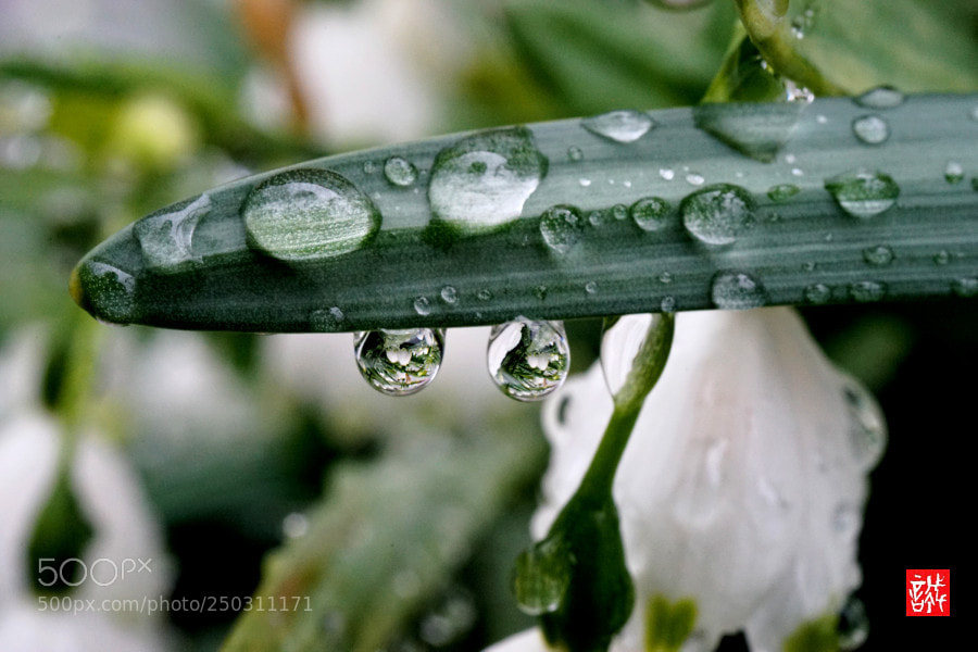 Sony a7 II sample photo. Raindrops 0322 photography