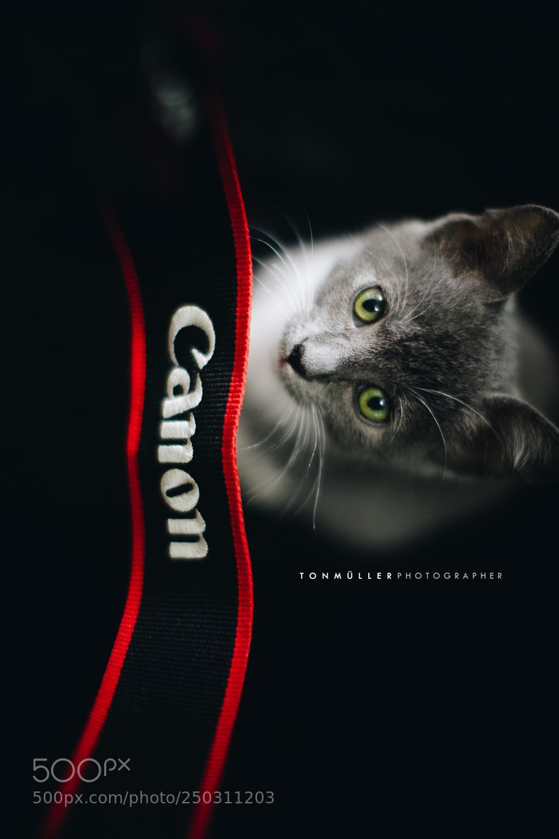 Canon EOS 5D Mark IV sample photo. June photography