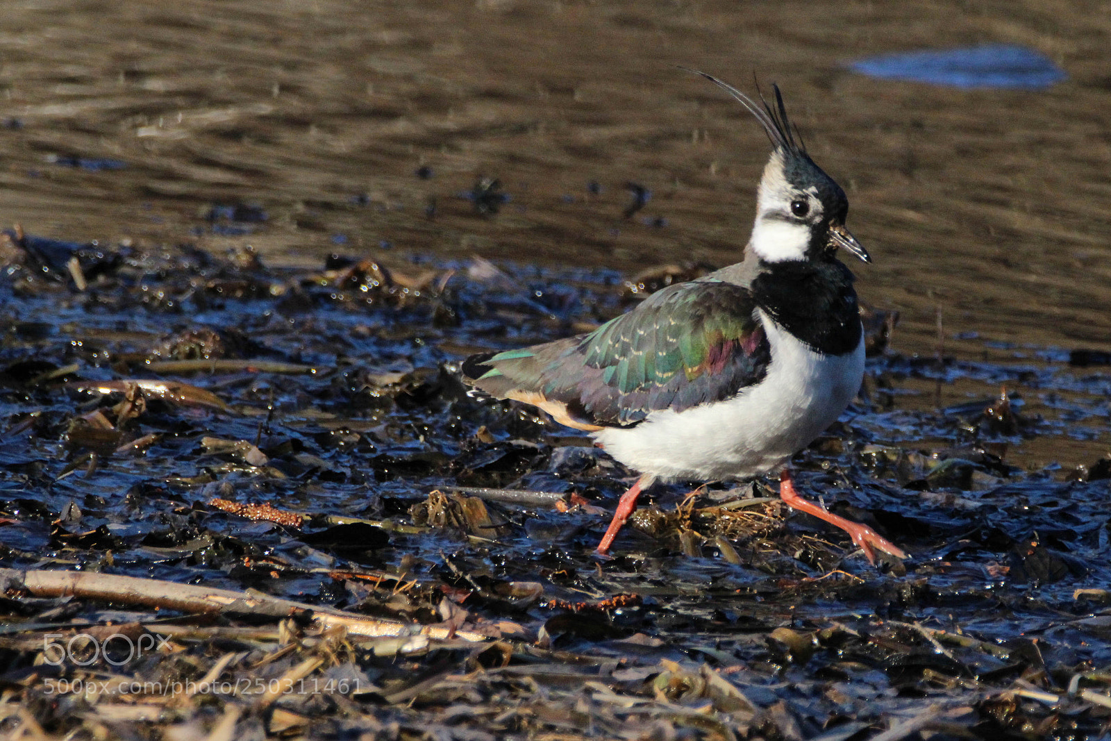 Canon EOS 700D (EOS Rebel T5i / EOS Kiss X7i) sample photo. Lapwing photography