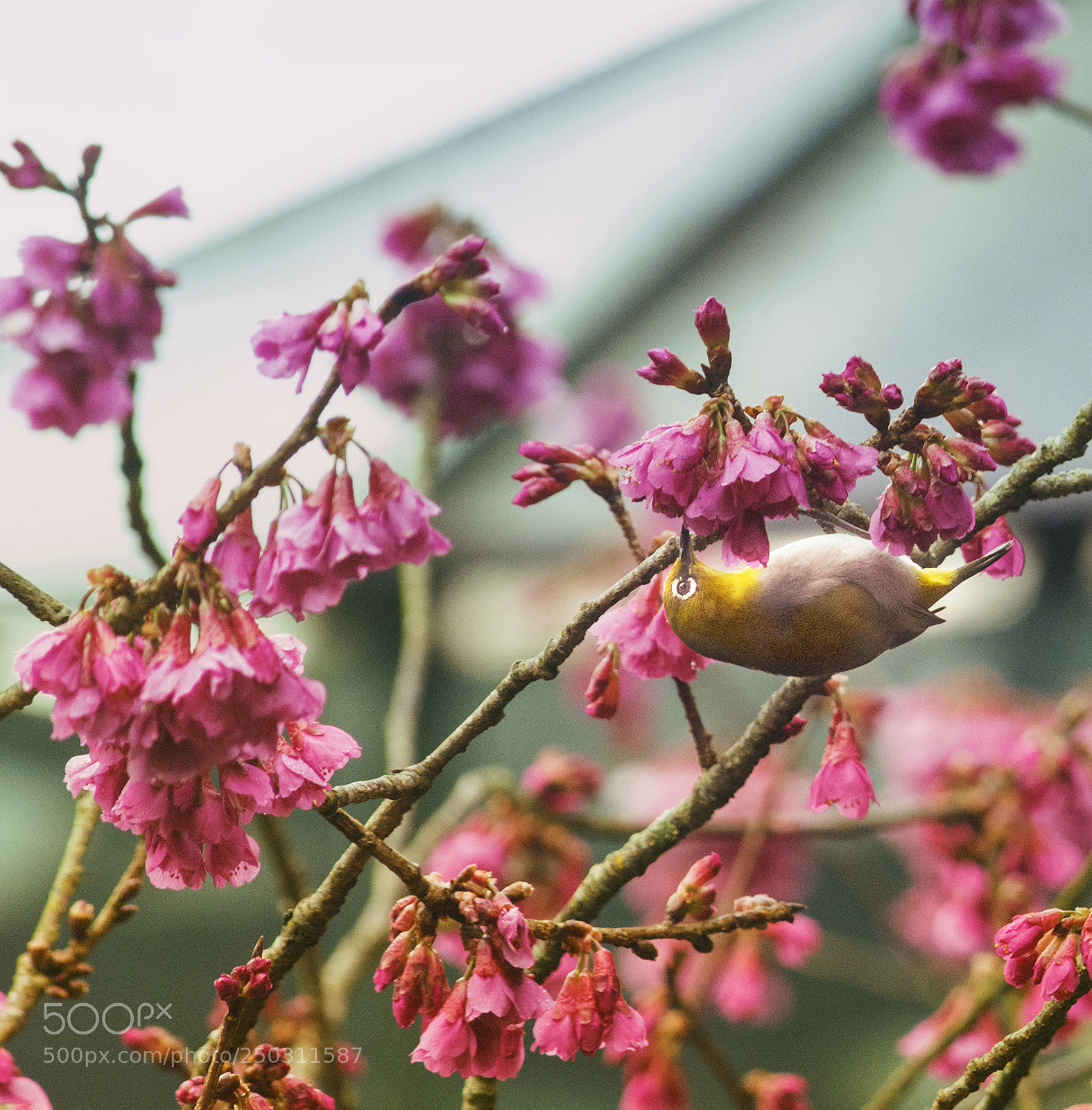 Nikon D5200 sample photo. Looking for food photography