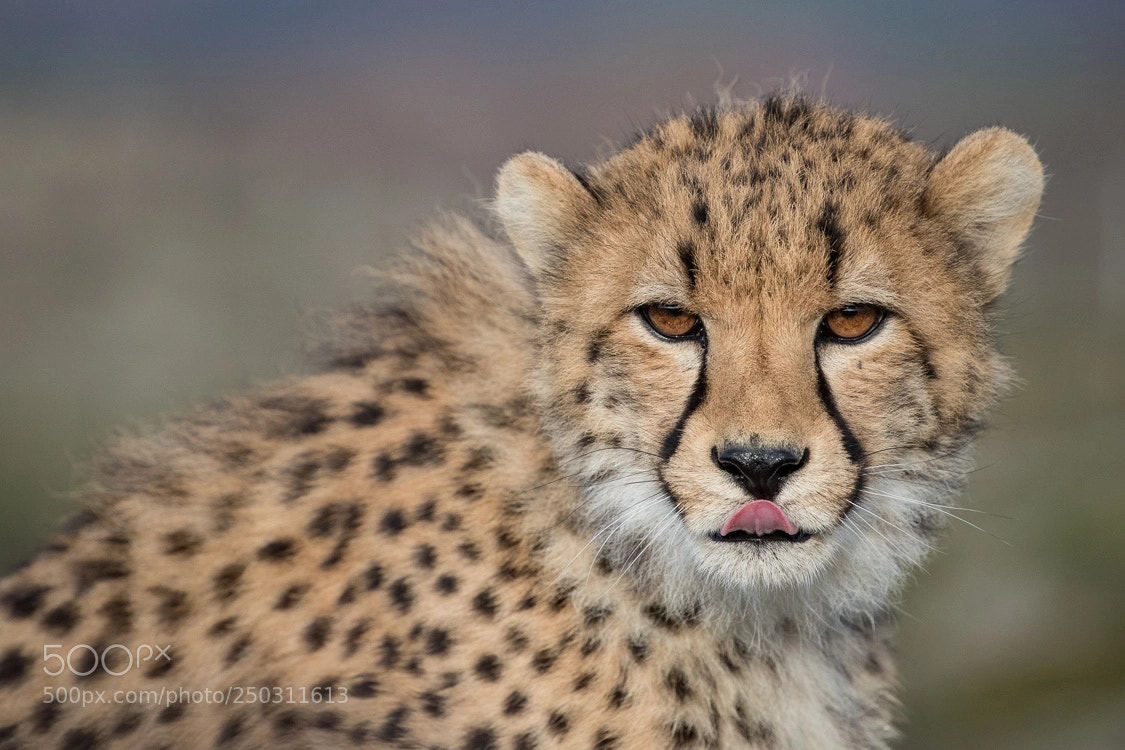 Canon EOS-1D X Mark II sample photo. Cheetah photography