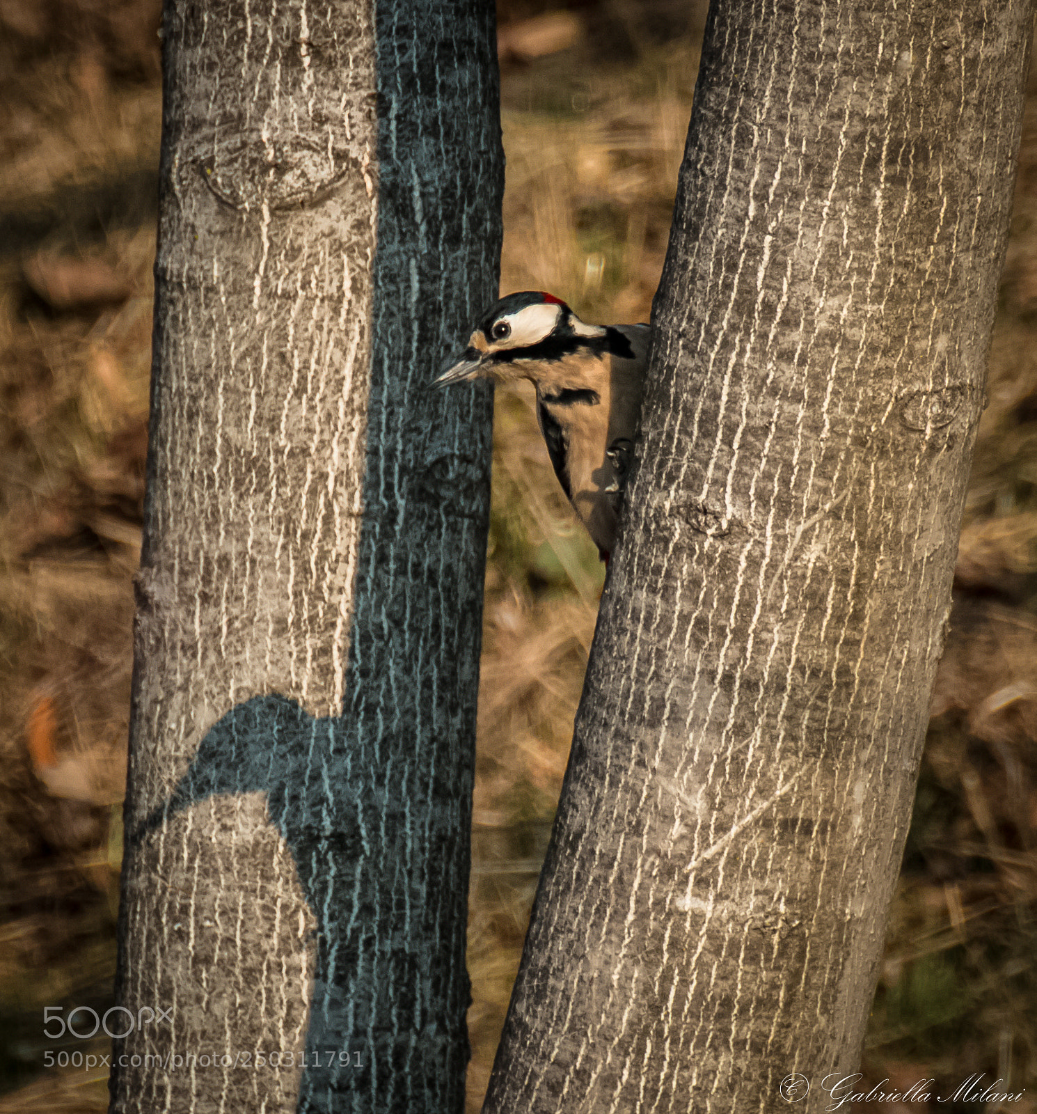 Canon EOS 70D sample photo. Woodpecker photography
