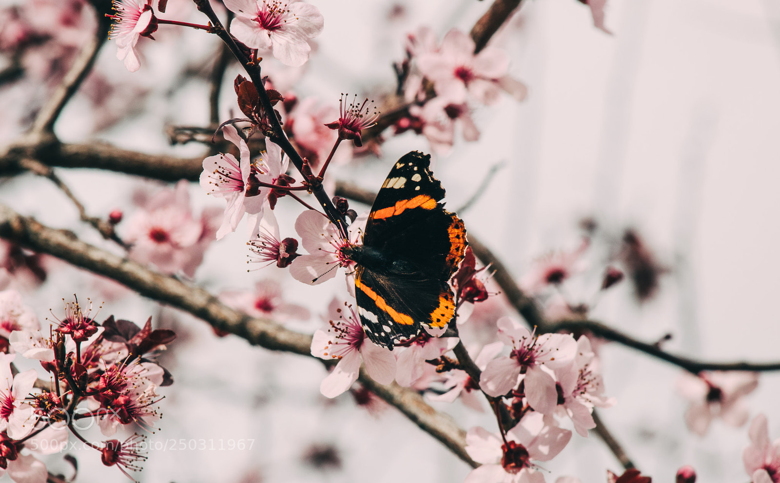 Canon EOS 80D sample photo. Early signs of spring photography