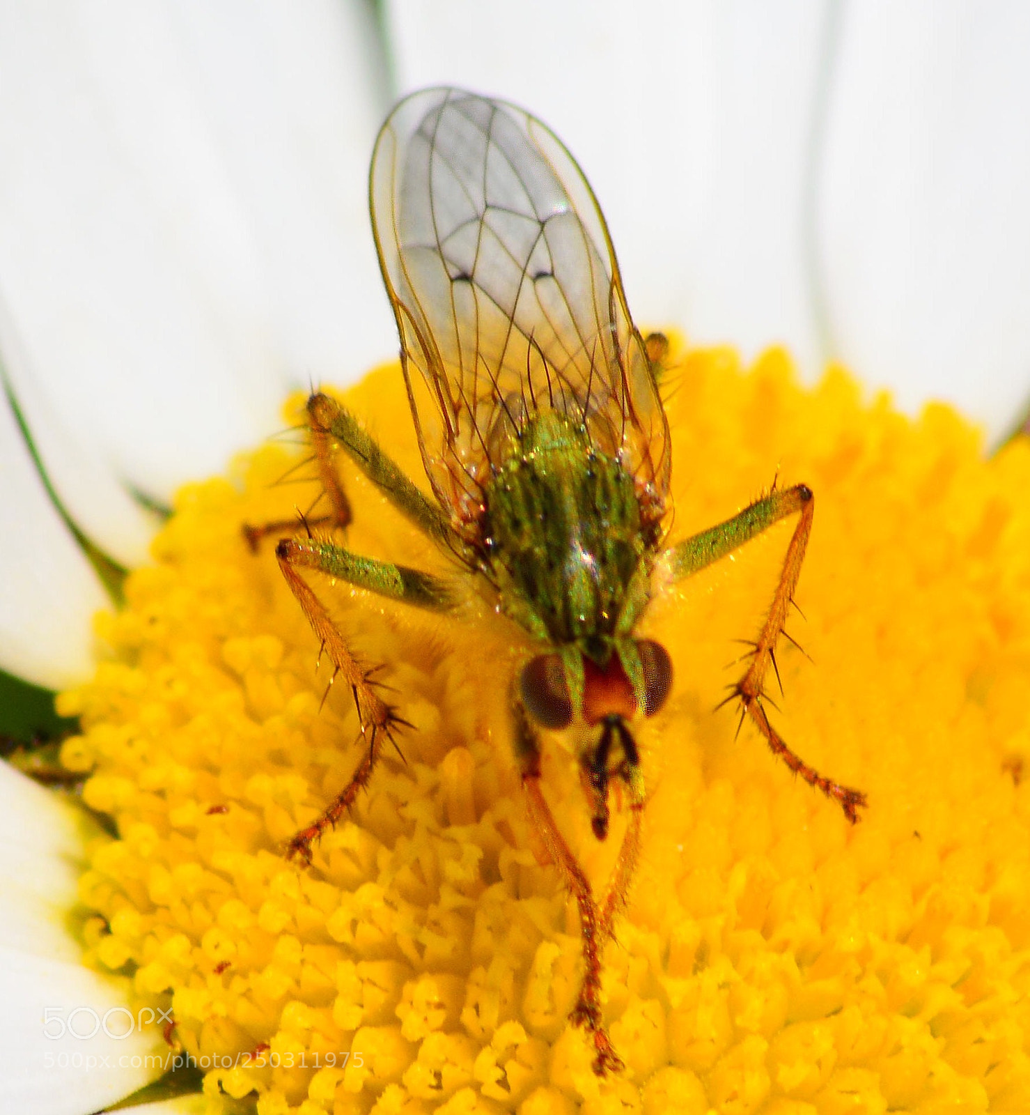 Nikon D5200 sample photo. Alien life on earth  photography