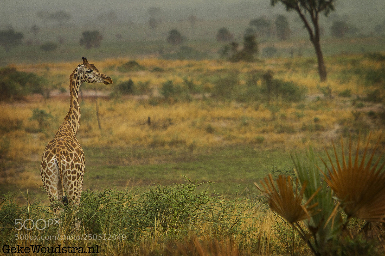 Canon EOS 7D sample photo. Giraffe photography