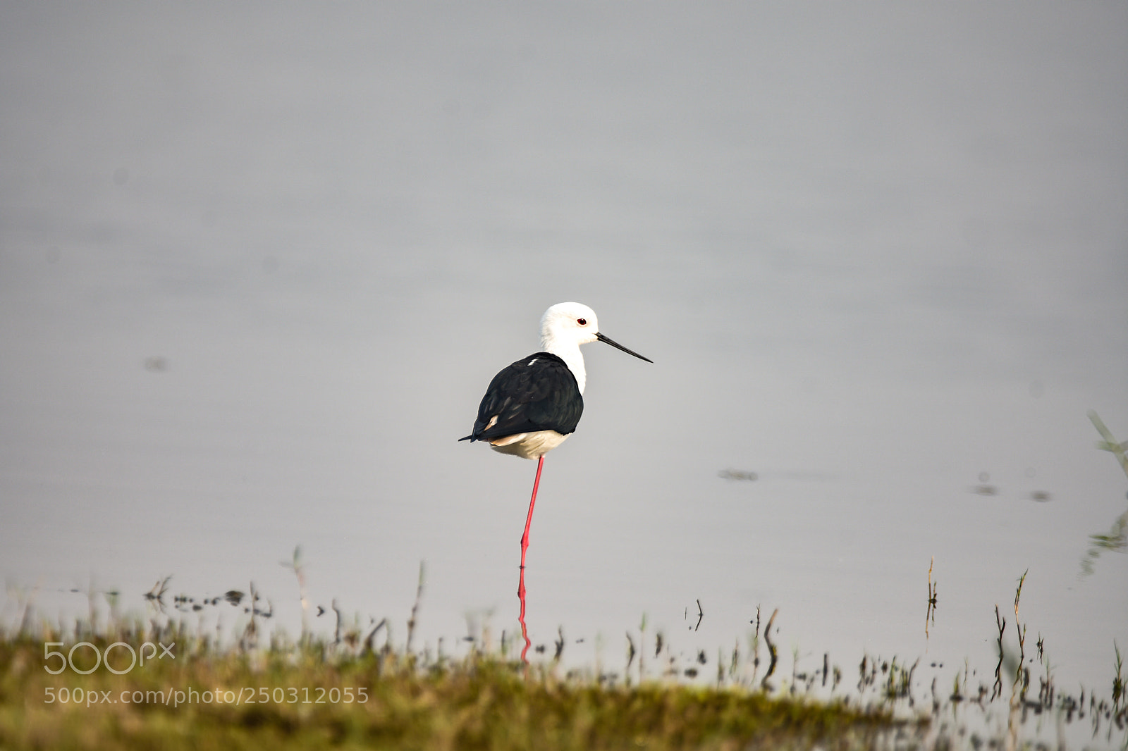 Nikon D7200 sample photo. Resting stilt photography