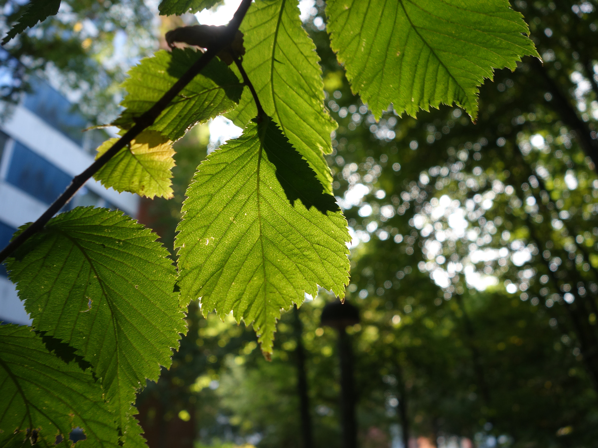 Sony Cyber-shot DSC-QX100 sample photo. Somewhere in lund, sweden photography