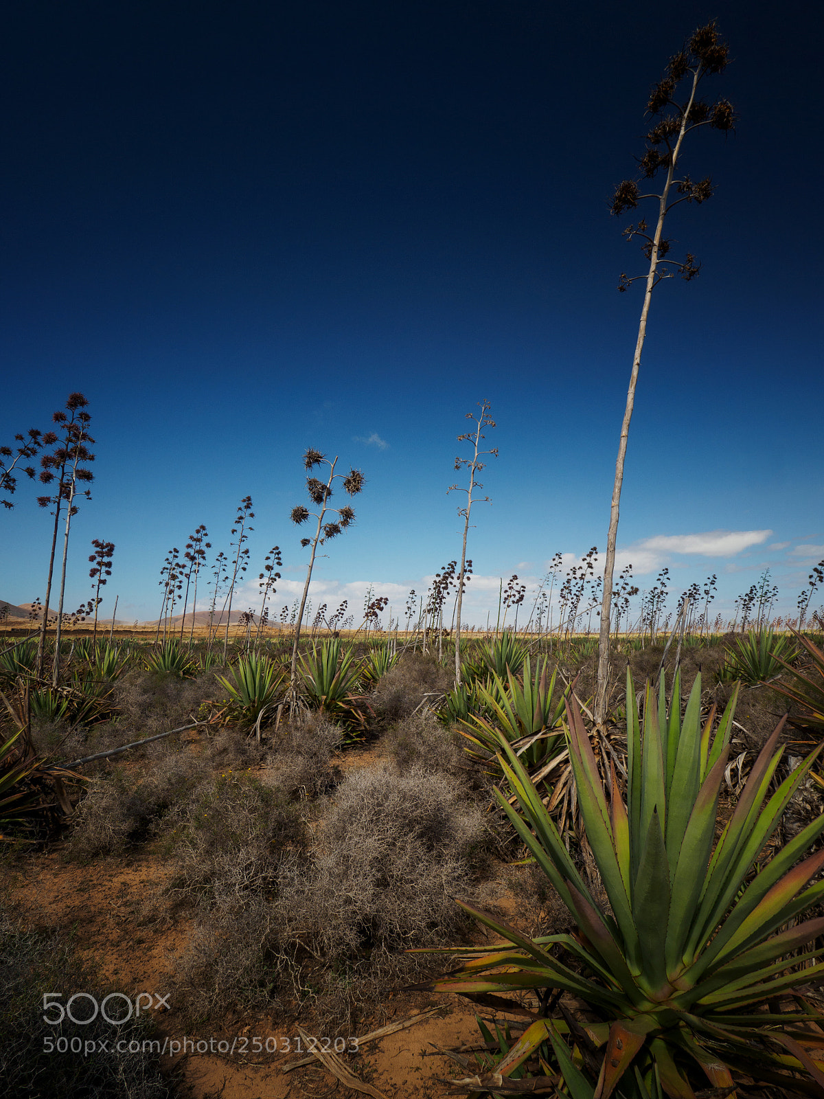 Olympus OM-D E-M5 II sample photo. Agaves photography