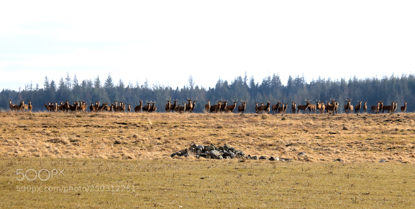 Canon EOS 77D (EOS 9000D / EOS 770D) sample photo. A bunch of deer photography