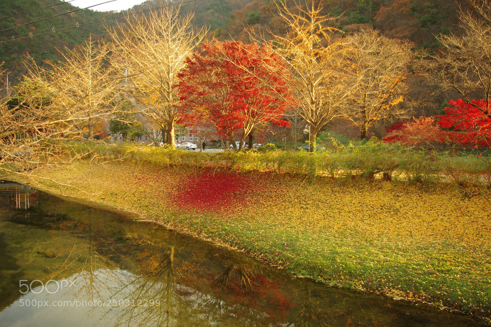 Pentax K-5 sample photo. Yellow ginkgo leaves and photography