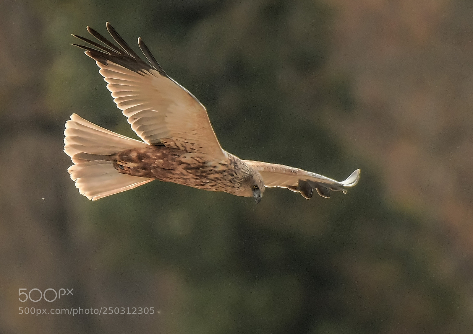 Nikon D500 sample photo. Busard des roseaux m photography