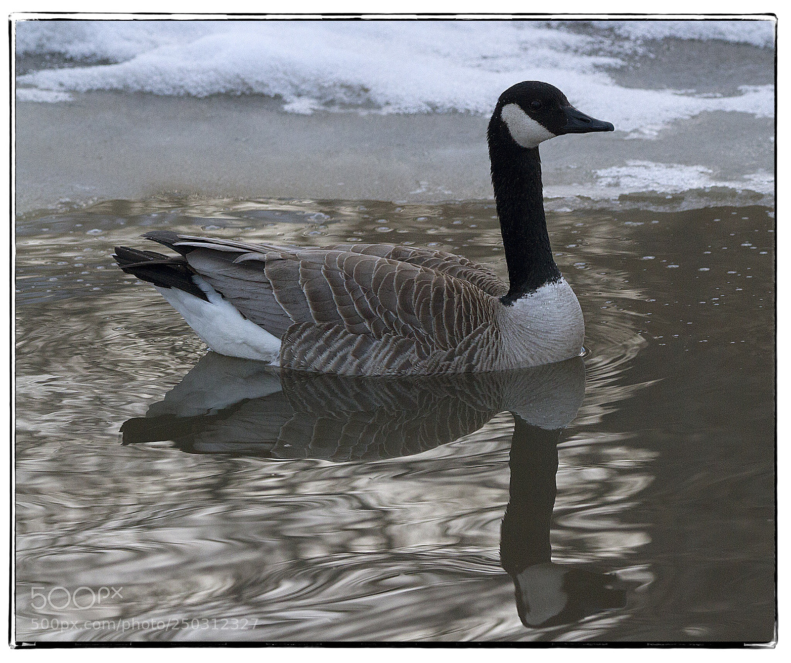 Canon EOS 7D sample photo. Canada goose in icy photography