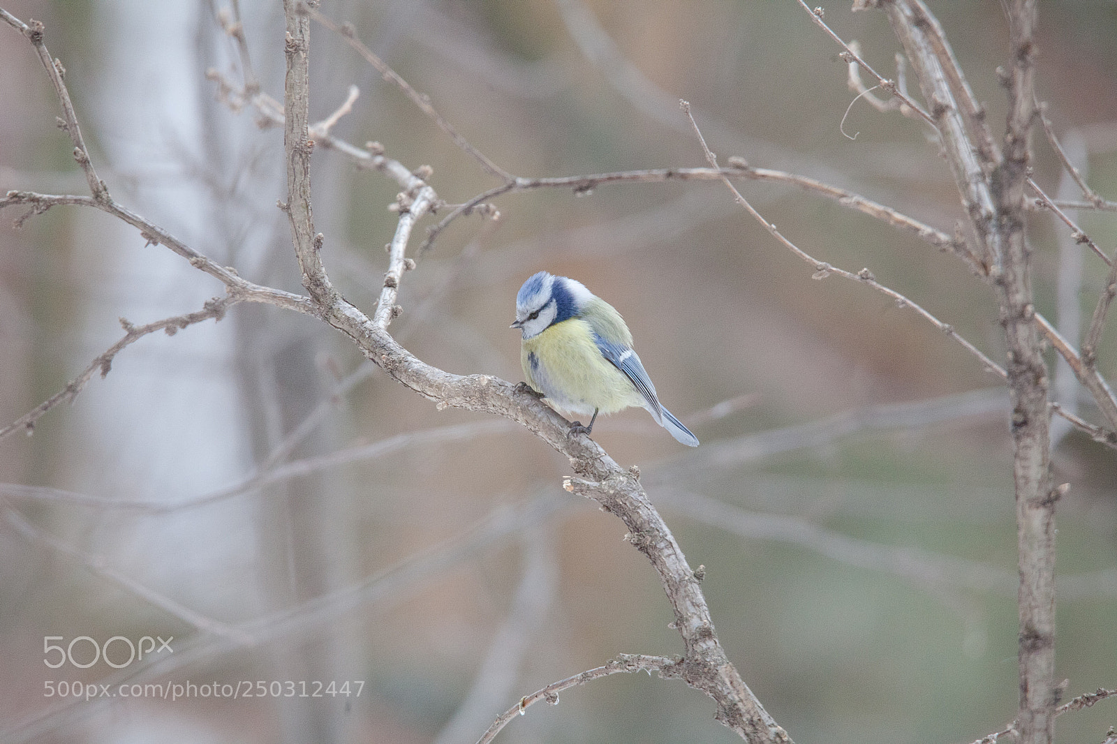Canon EOS 5D Mark II sample photo. Img photography