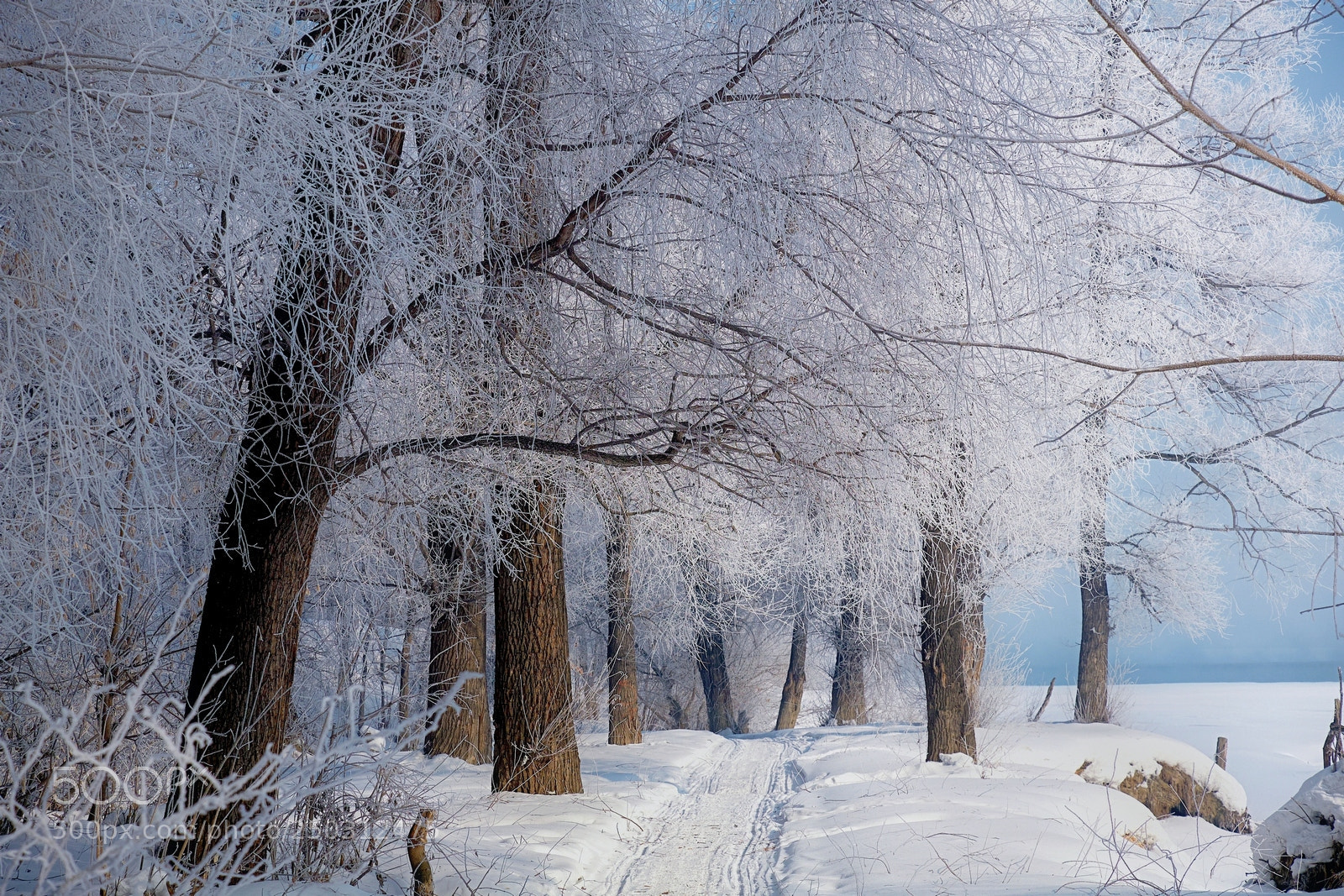 Fujifilm X-M1 sample photo. In the frozen forest photography