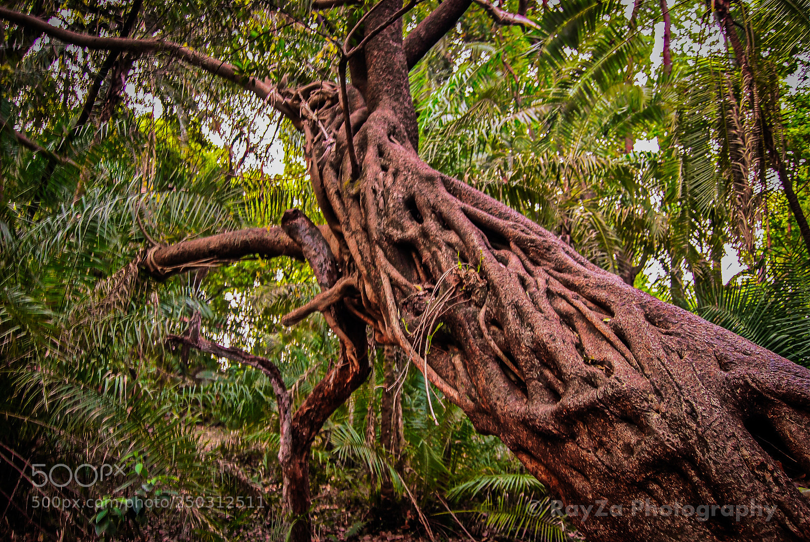 Nikon D60 sample photo. Twisted with purpose photography