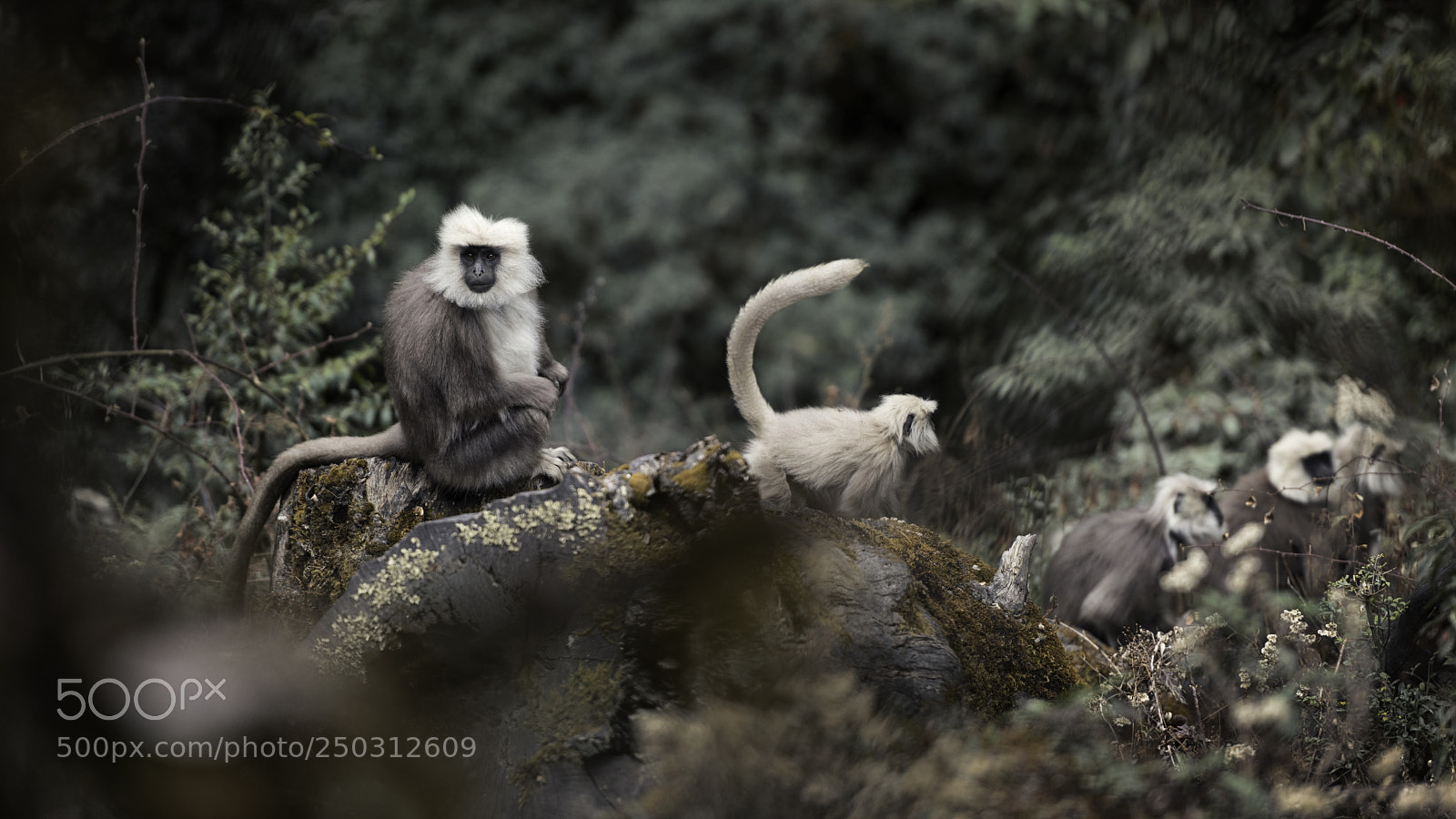 Nikon D810 sample photo. A troop of capped photography