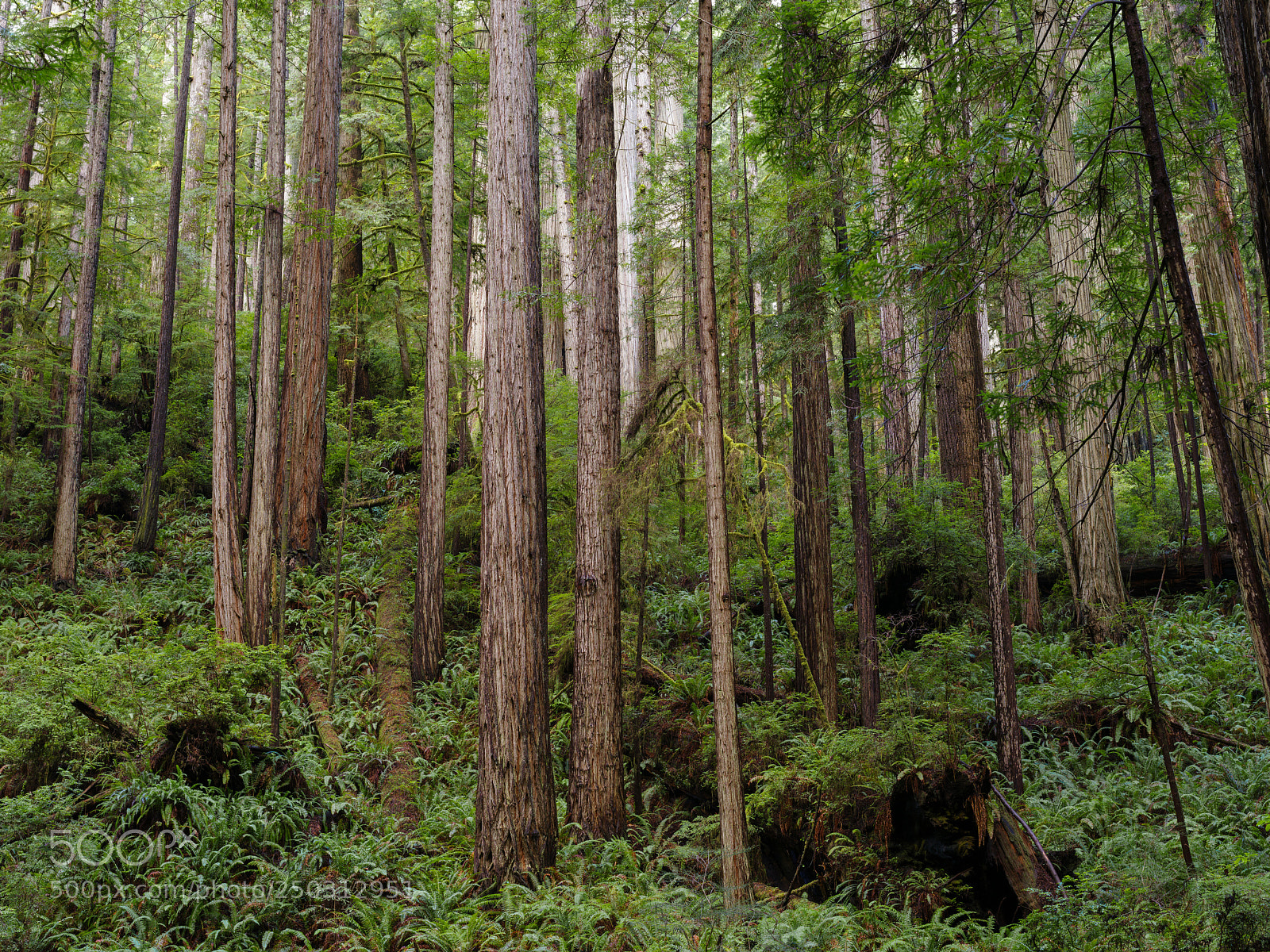 Pentax 645Z sample photo. Coast redwoods, prairie creek photography