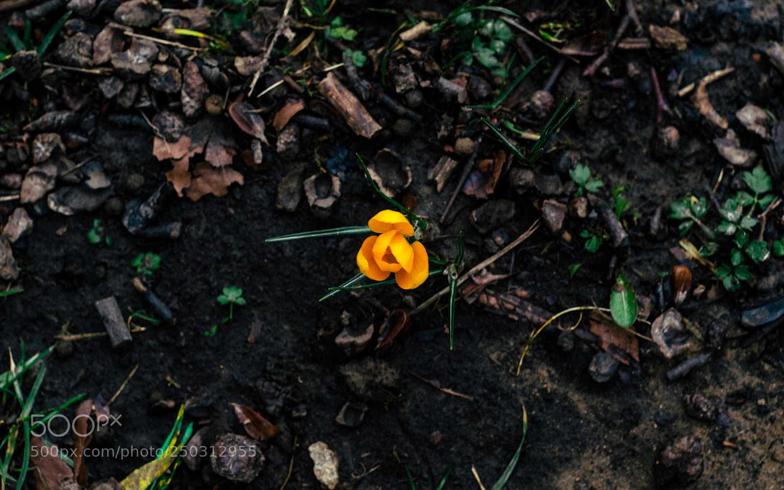 Nikon D7000 sample photo. Cemetery walk photography