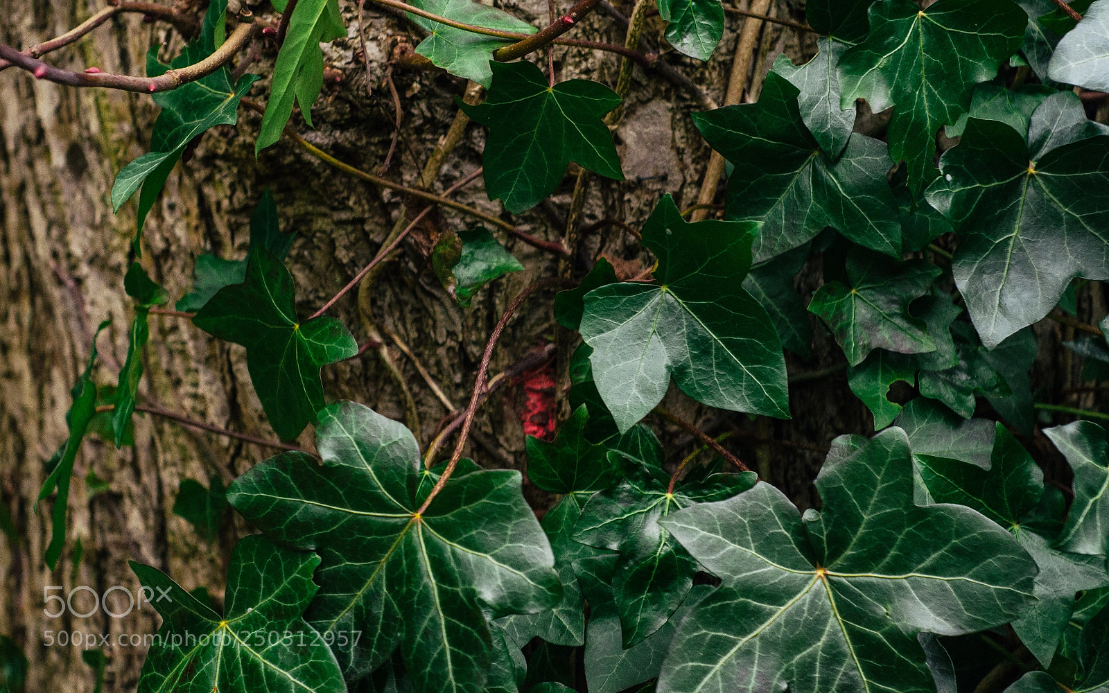 Nikon D7000 sample photo. Cemetery walk photography