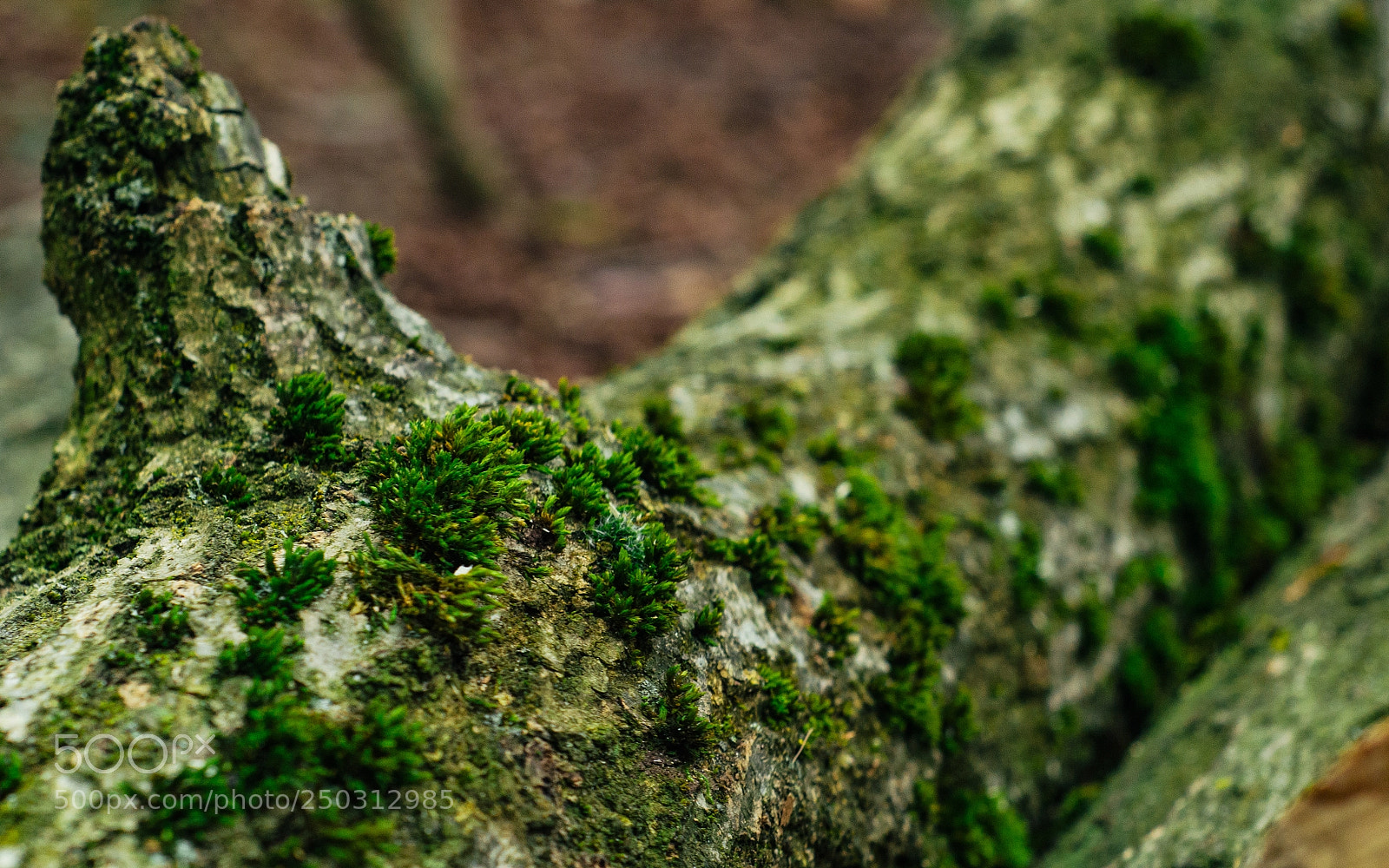 Nikon D7000 sample photo. Cemetery walk photography