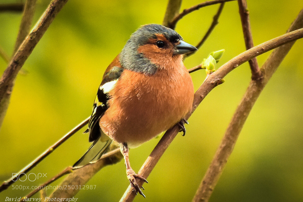 Nikon D7200 sample photo. Chaffinch photography