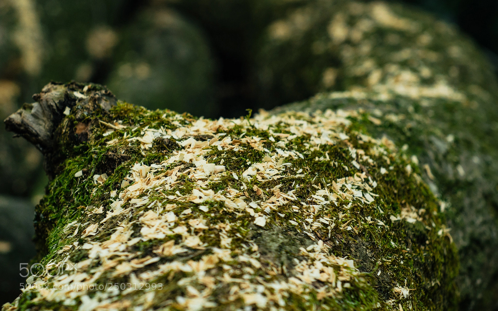 Nikon D7000 sample photo. Cemetery walk photography