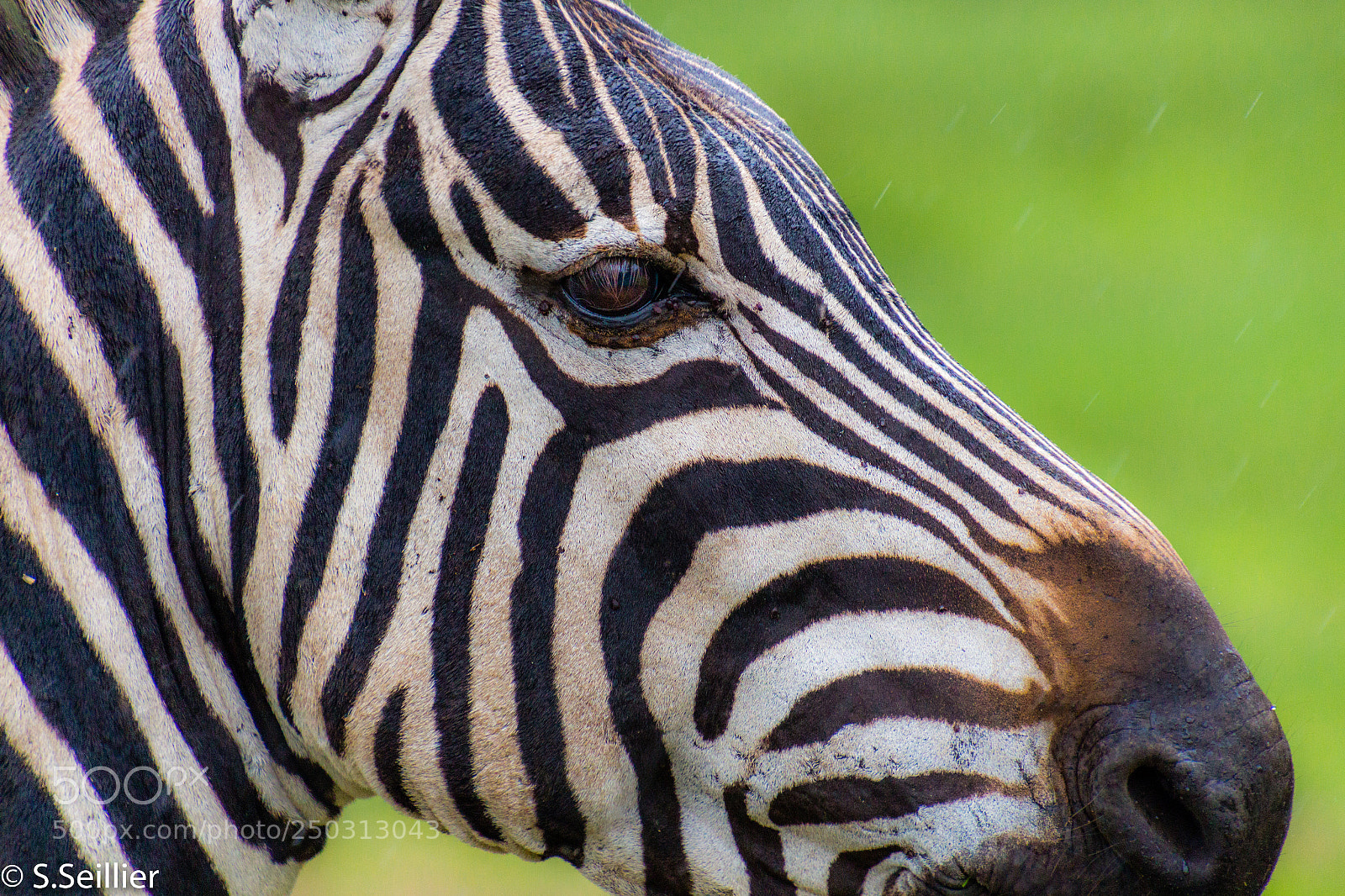 Canon EOS 700D (EOS Rebel T5i / EOS Kiss X7i) sample photo. Zebra portrait photography