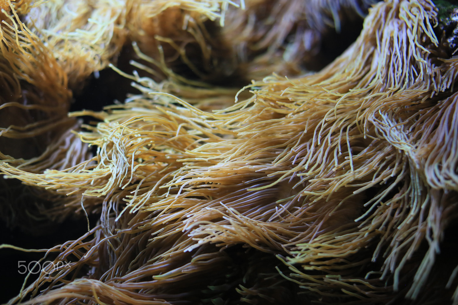 Canon EF 50mm F1.2L USM sample photo. Some hair underwater photography