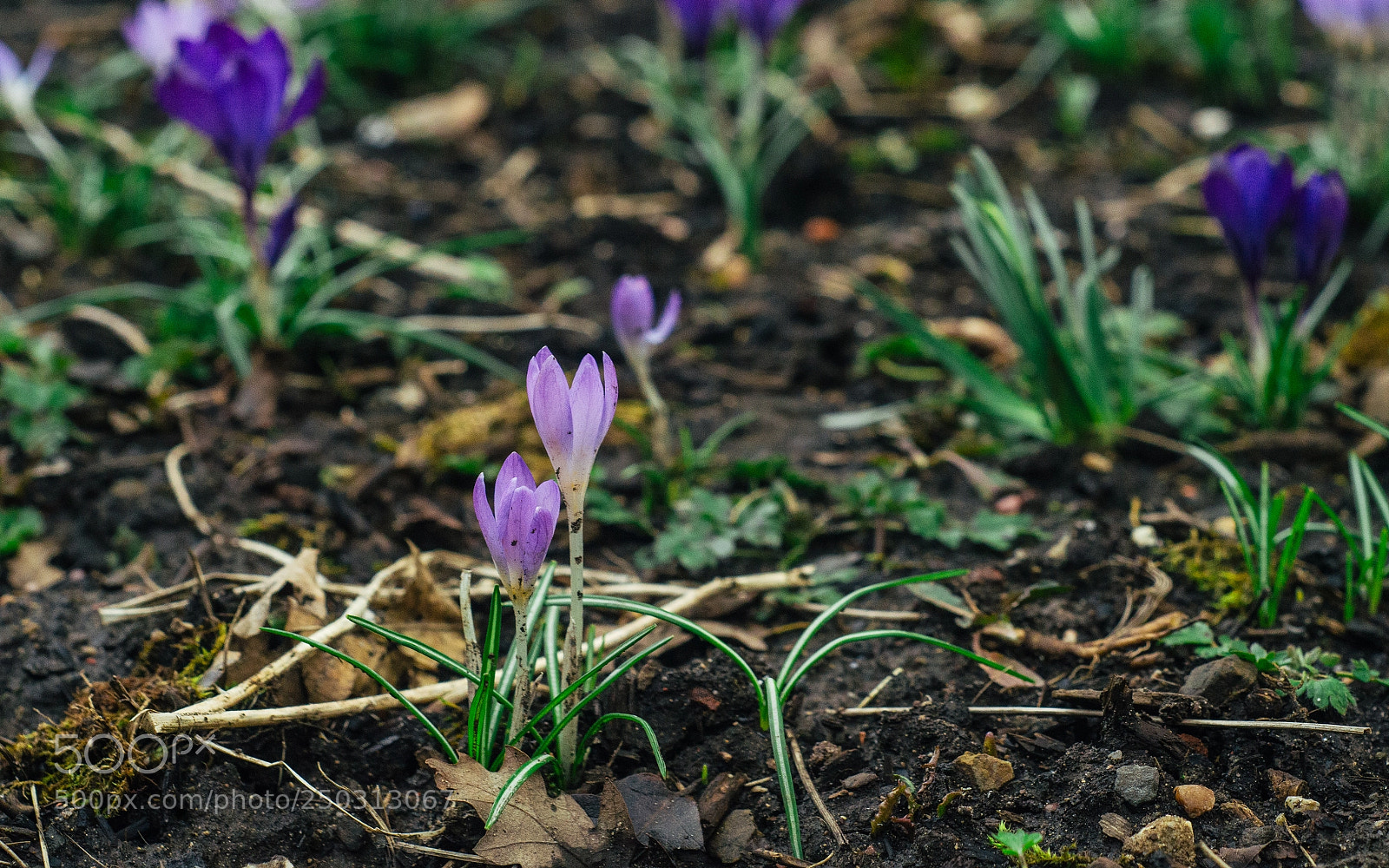 Nikon D7000 sample photo. Cemetery walk photography