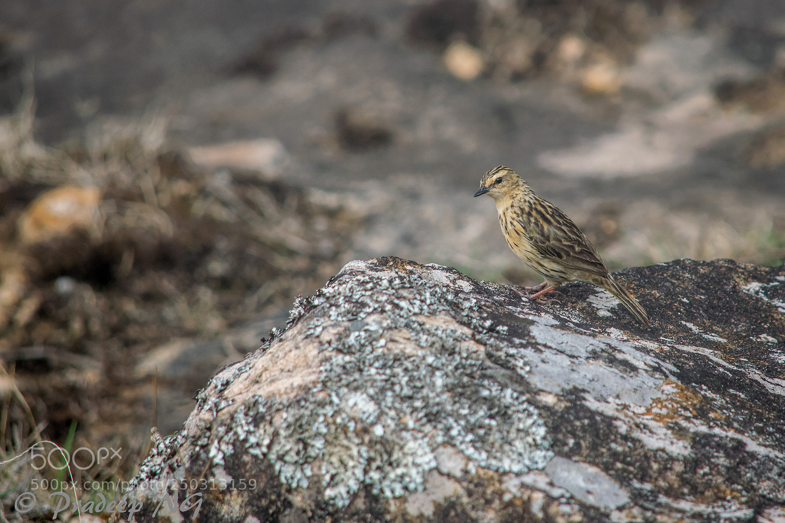 Nikon D3300 sample photo. Nilgiri pipit photography