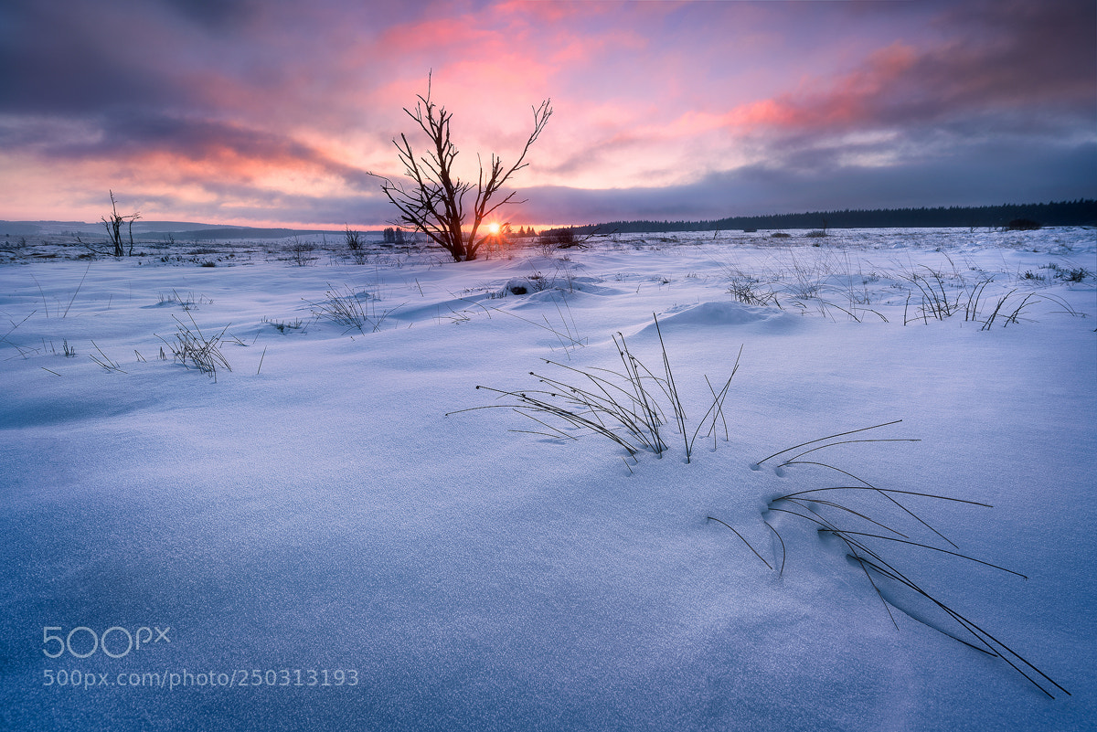 Sony a7R III sample photo. High fens sunrise photography