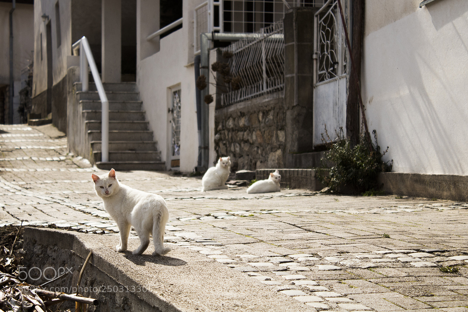 Canon EOS 1300D (EOS Rebel T6 / EOS Kiss X80) sample photo. The cat ladies photography