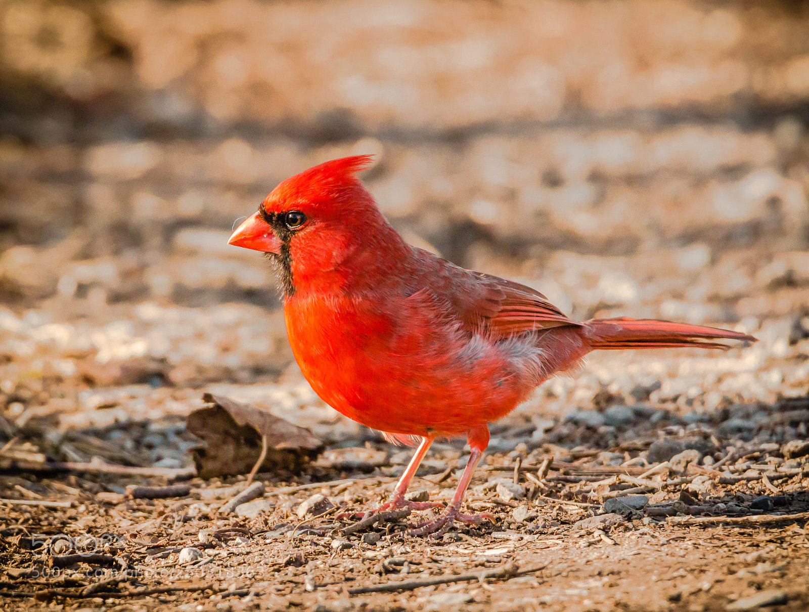Canon EOS 70D sample photo. Cardinal photography
