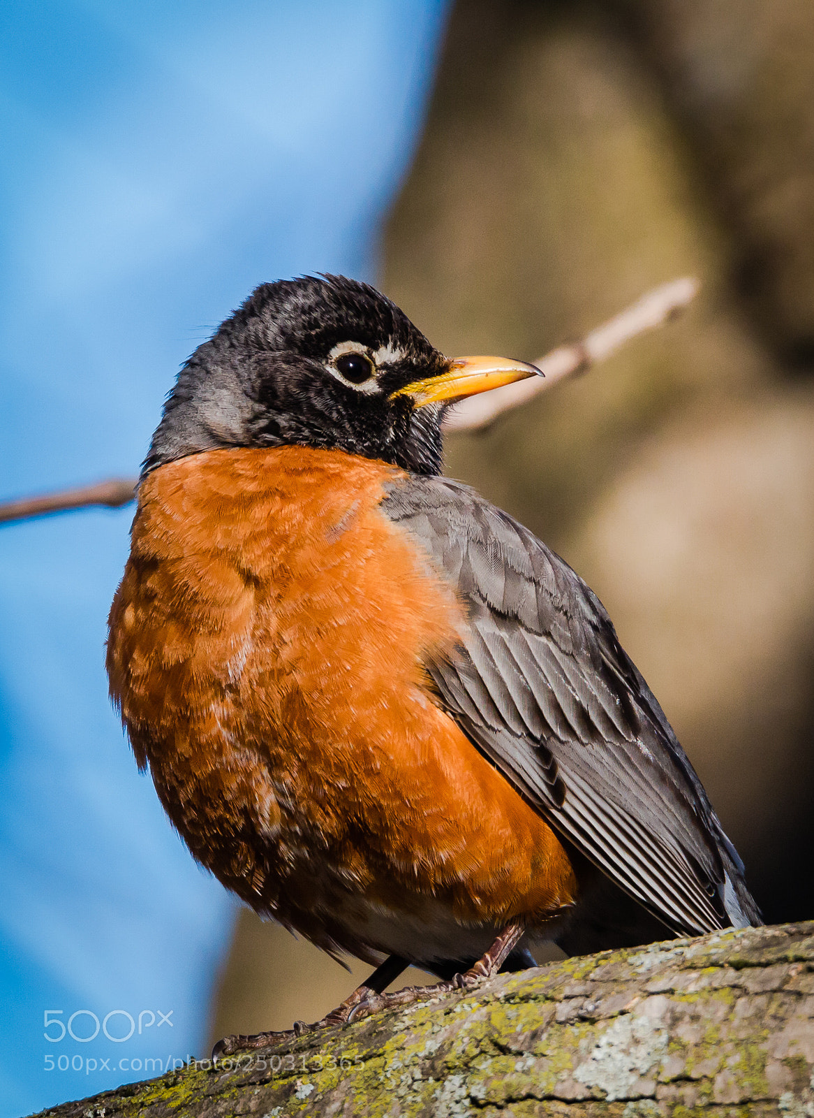 Canon EOS 70D sample photo. Robin photography