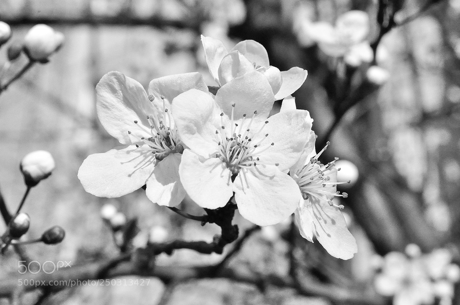 Nikon D5000 sample photo. Cherry blossom photography