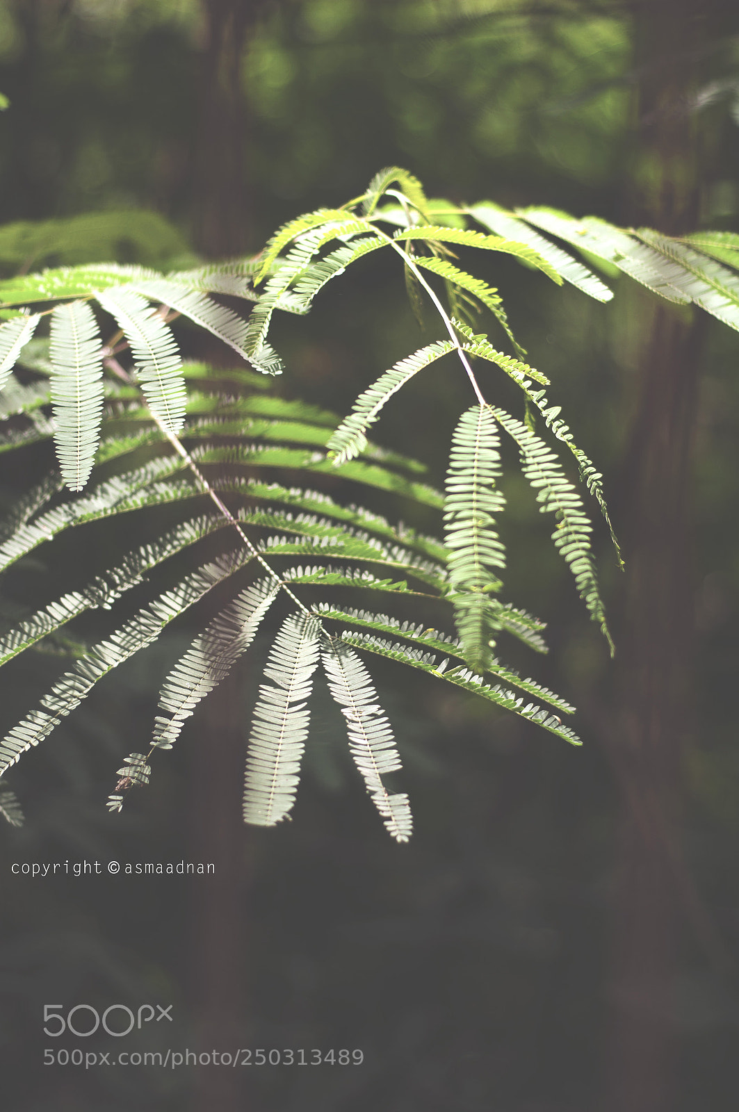 Nikon D90 sample photo. Between the shadows photography