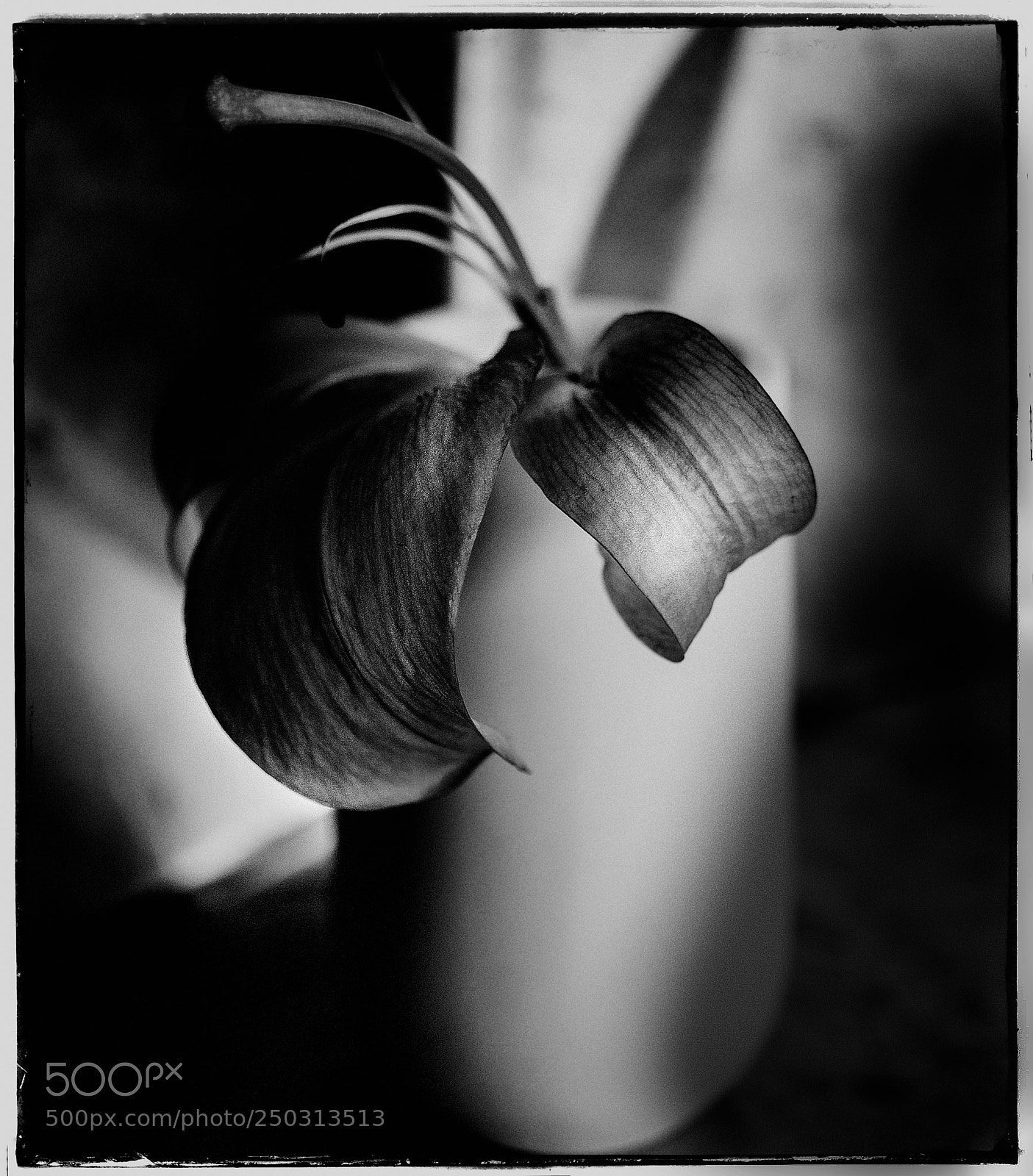Sony a7 sample photo. Still life with lily photography