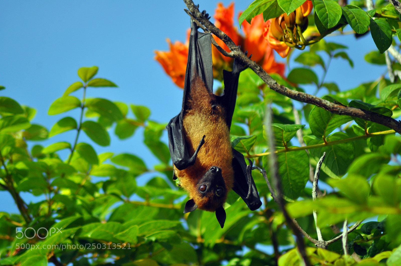 Nikon D5000 sample photo. Untitled photography