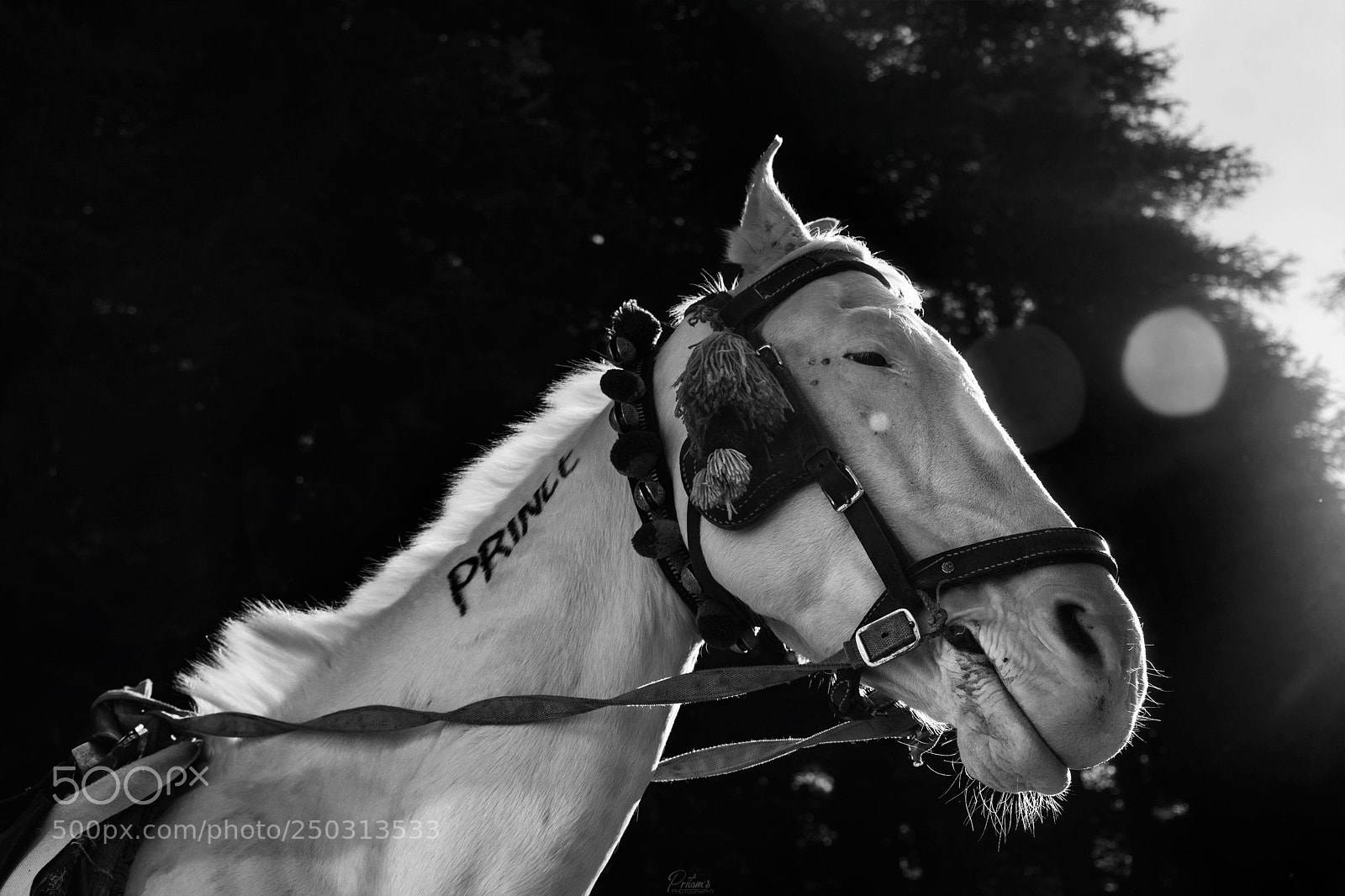 Nikon D7100 sample photo. Prince photography