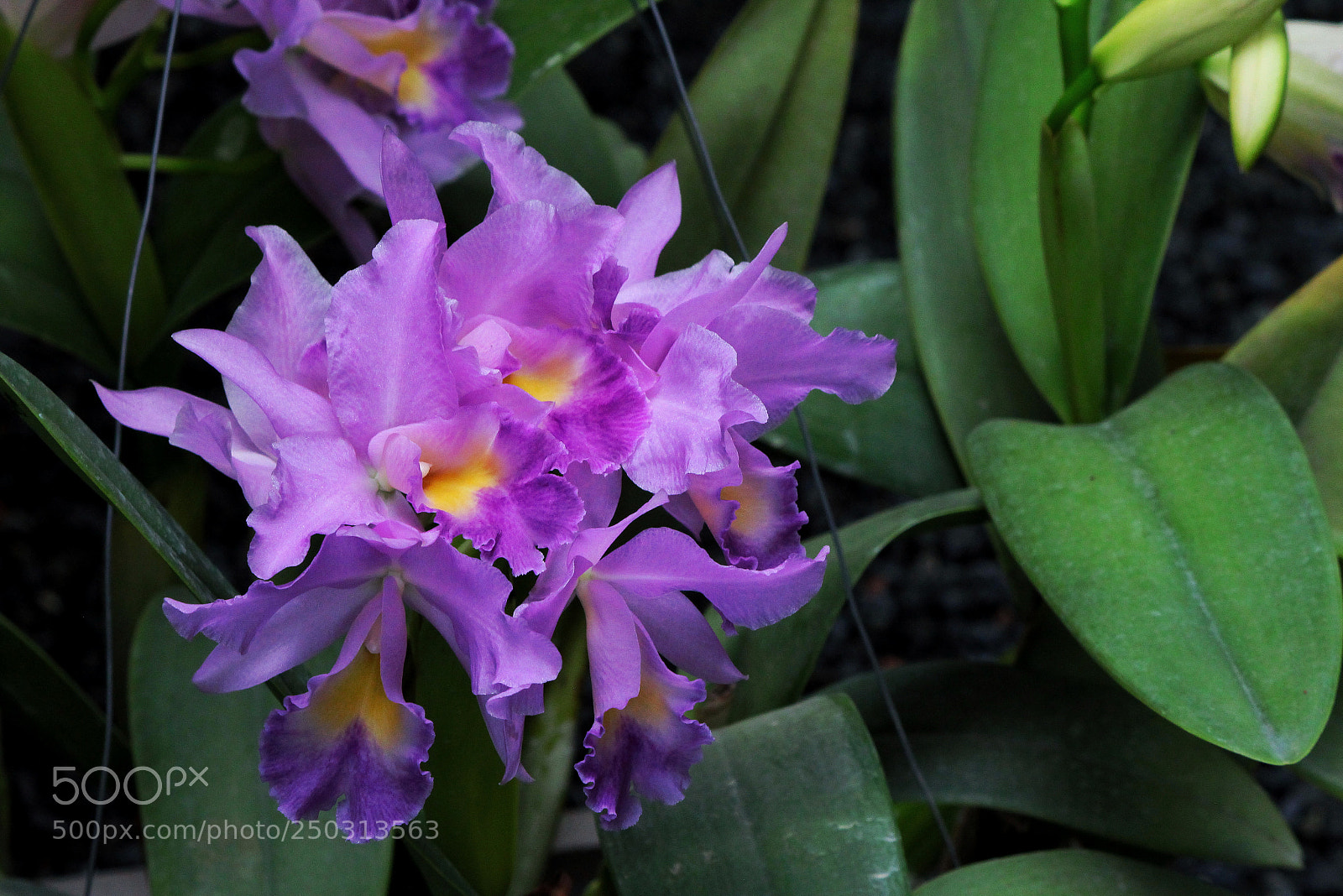 Canon EOS 1200D (EOS Rebel T5 / EOS Kiss X70 / EOS Hi) sample photo. Flor / flower photography