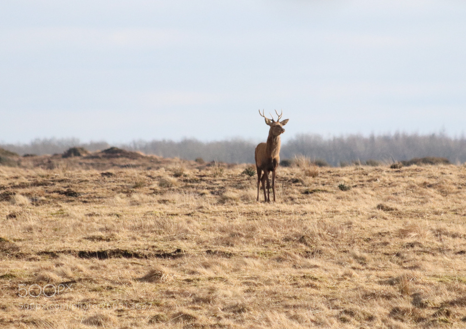 Canon EOS 77D (EOS 9000D / EOS 770D) sample photo. Male deer photography